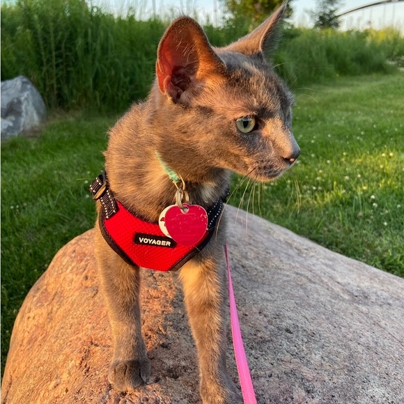 Meet the Posher! - Picture 7 of 11